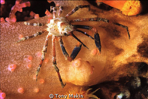 Crab on soft coral by Tony Makin 